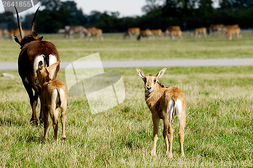 Image of Antelopes are standing on green grass