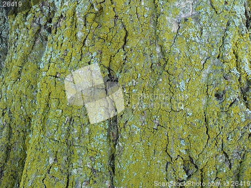 Image of Lichen tree