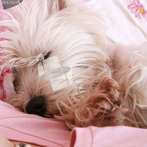 Image of Dog sleeping on bed 