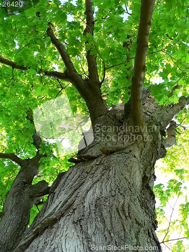 Image of Maple Tree