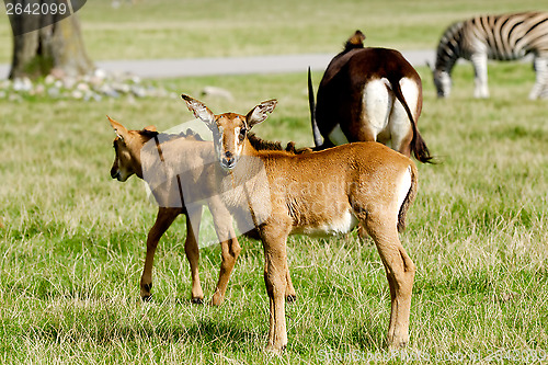 Image of Antelopes are standing on green grass