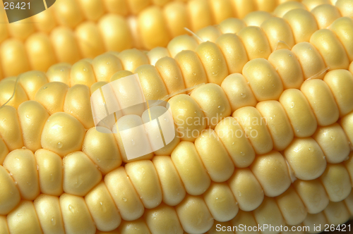 Image of corn