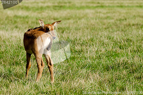Image of A young antelope is standing alone and looking