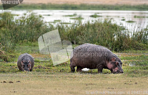 Image of hippopotamuses  grazing on the edge of swamp