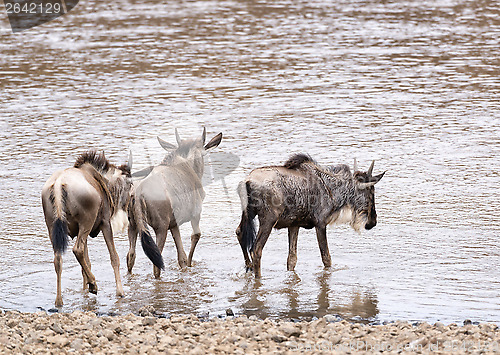 Image of Wildebeests entering into water for crossing river