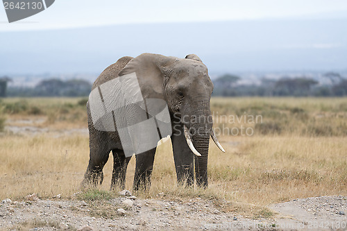 Image of Adult African Bush Elephant, female