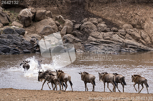 Image of Wildebeests crossing Mara River at the time of Great Migration