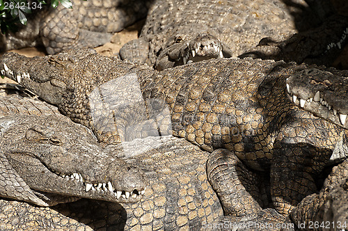 Image of Large group of Nile croocodiles sharing basking spot