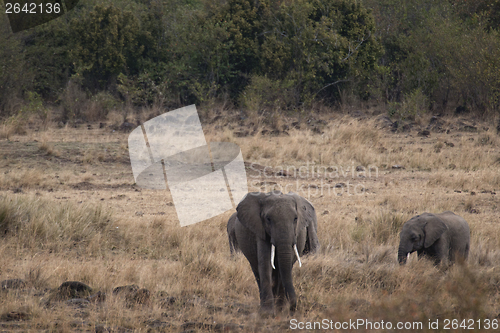 Image of  African Bush Elephants  (Loxodonta africana)