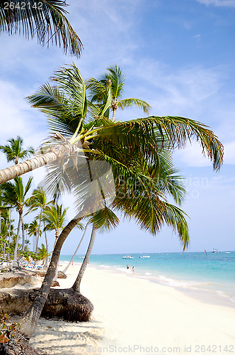 Image of Beach with palm and white sand