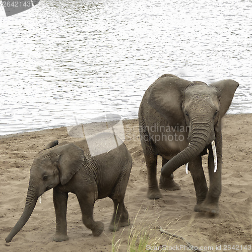 Image of African Bush Elephants take a sand bath on the beach of Mara Riv