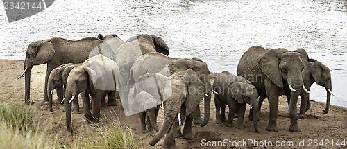 Image of  Herd of African Bush Elephants demonstrate defensive behavior