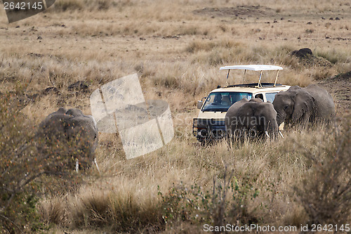 Image of close encounter with elephants