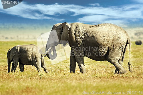 Image of  African Bush Elephant