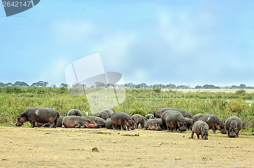 Image of hippopotamuses bask  on the sun in front of swamp