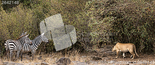 Image of African lioness prey on zebra