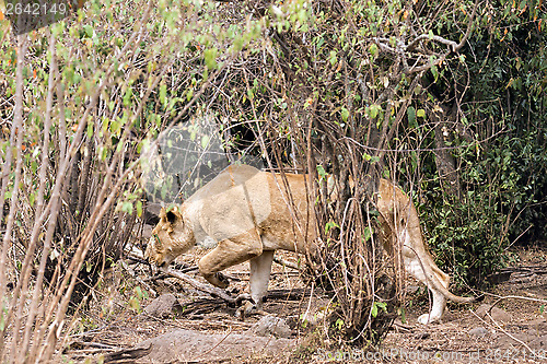 Image of Lioness hunting