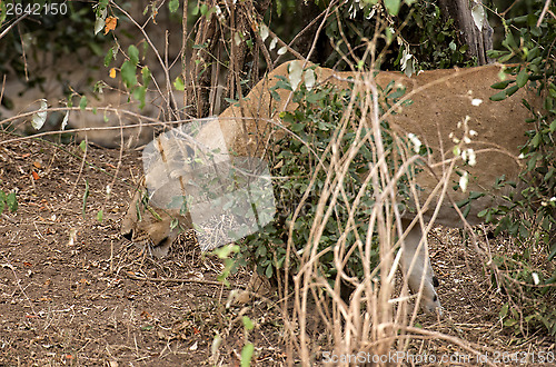 Image of Pregnant lioness hunting in bushes