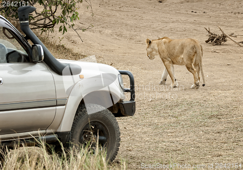 Image of close encounter with hunting lioness