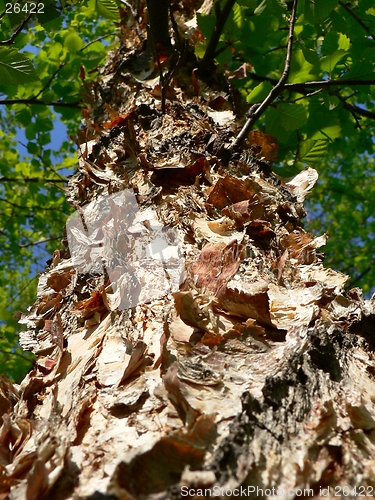 Image of Shaggy Bark