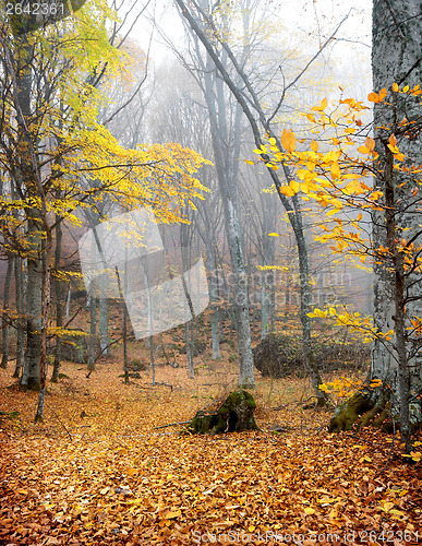 Image of Trees with yellow leaves