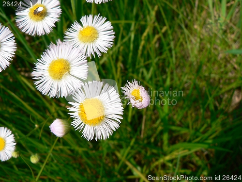 Image of Daisies