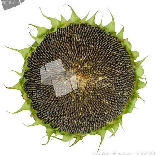 Image of Sunflower