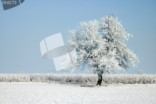 Image of Winter Tree