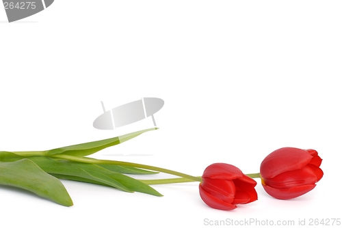 Image of Tulips