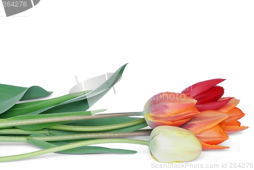 Image of Tulips