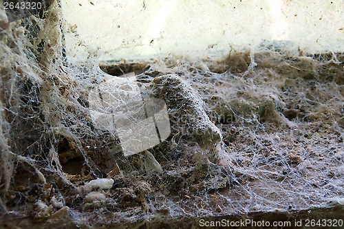 Image of cobweb covered window sill