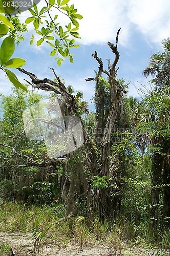 Image of old dead oak tree 