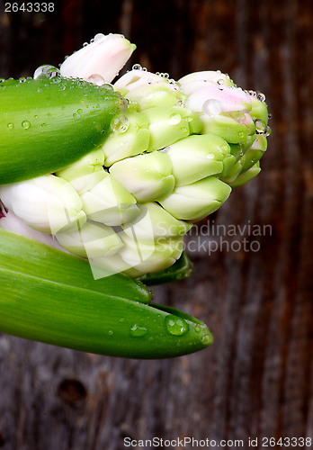 Image of Pink Hyacinths