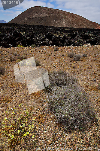 Image of timanfaya vulcanic  spain  bush