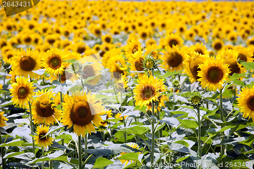 Image of field of sunflowers