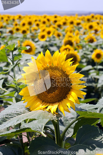 Image of sunflowers