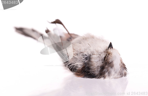 Image of Deceased long-tailed tit