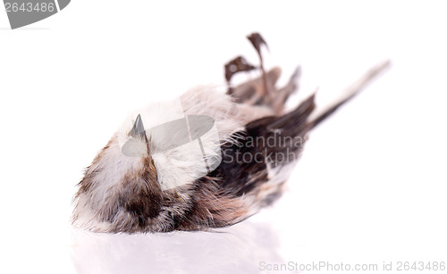 Image of Deceased long-tailed tit