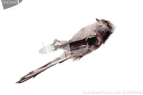 Image of Deceased long-tailed tit