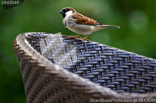 Image of  of sparrow whit black eye 