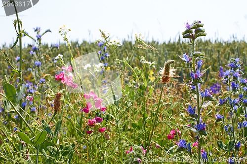 Image of Rapid flowering of variety motley wild plants
