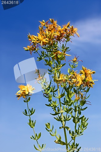 Image of Flowering Hypericum plant