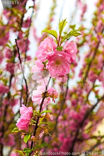 Image of Sakura in spring time