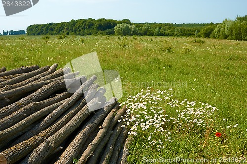 Image of Pile of wooden logs near the forest