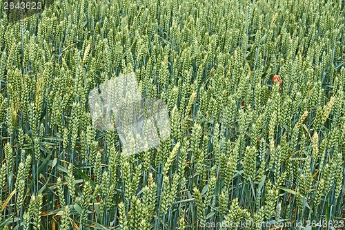 Image of Green wheat ripening ears