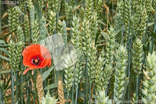 Image of Red poppy flower among green wheat ears