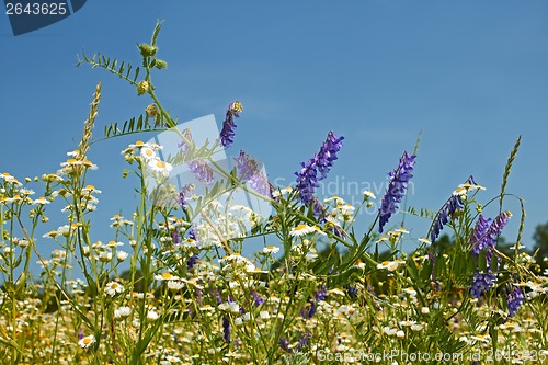 Image of Rapid flowering of variety motley wild grasses