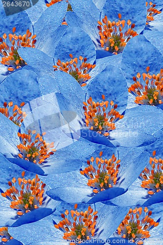 Image of Floral Background of Blue Flowers