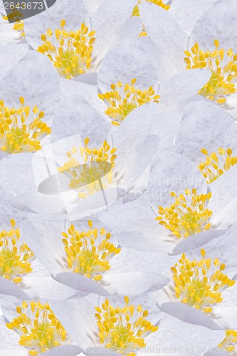 Image of Floral Background of White Windflowers