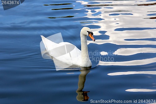 Image of White Swan on a Blue Pond